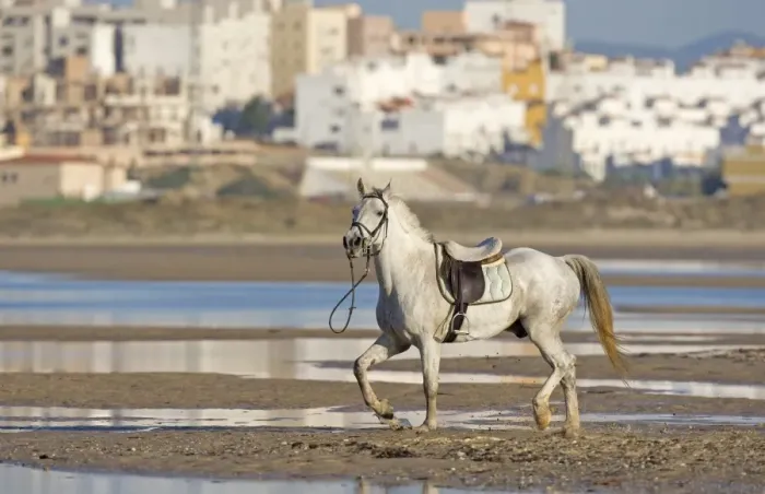 Framed Print : Horse, riderless adult, trotting on beach, Tarifa, Cadiz, Andalusia, Southern Spain, september Framed Print : Horse, riderless adult, trotting on beach, Tarifa, Cadiz, Andalusia, Southern Spain, september