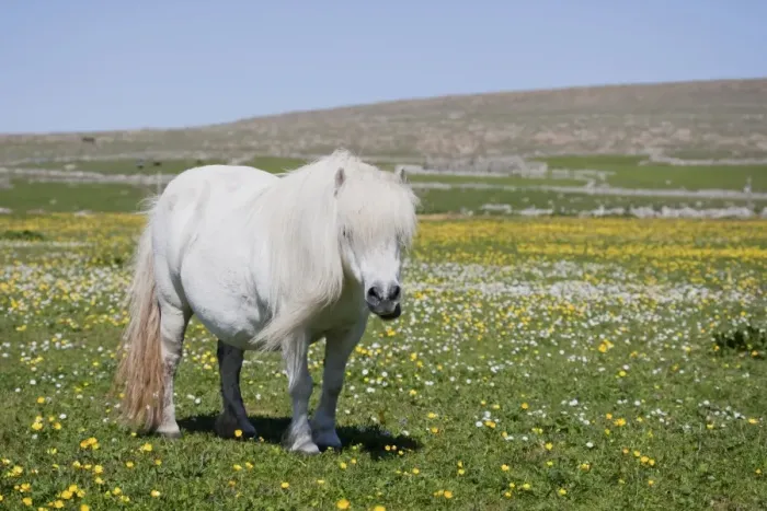 Framed Print : Horse, Shetland Pony, adult, grazing in meadow with wildflowers, Shetland Islands, Scotland, June Framed Print : Horse, Shetland Pony, adult, grazing in meadow with wildflowers, Shetland Islands, Scotland, June