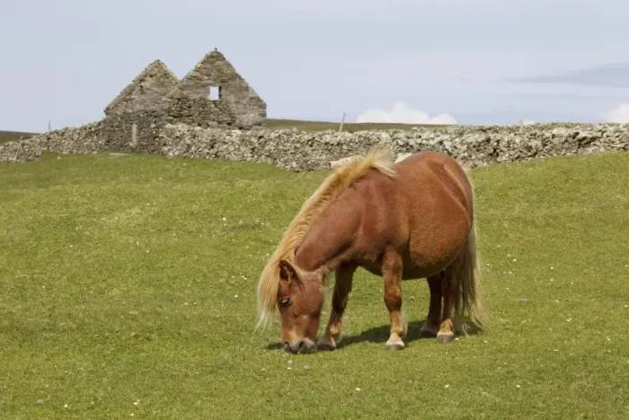 Framed Print : Horse, Shetland Pony, adult, grazing in pasture, with abandoned croft in background, Shetland Islands, Scotland, June Framed Print : Horse, Shetland Pony, adult, grazing in pasture, with abandoned croft in background, Shetland Islands, Scotland, June