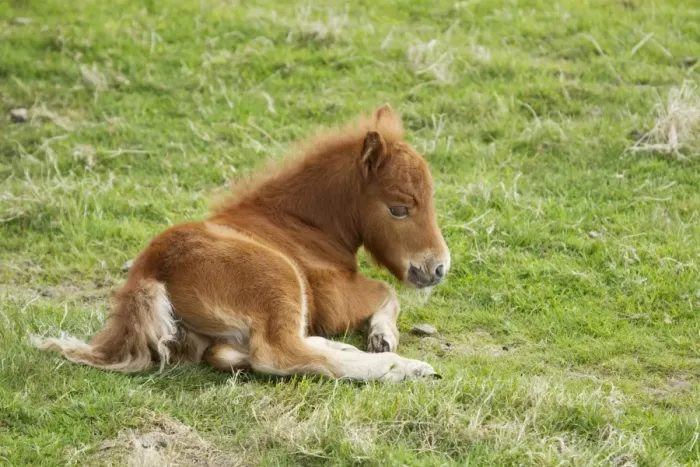 Framed Print : Horse, Shetland Pony, foal, resting in pasture, Shetland Islands, Scotland, June Framed Print : Horse, Shetland Pony, foal, resting in pasture, Shetland Islands, Scotland, June