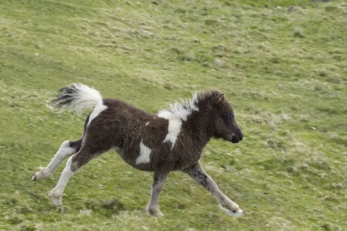 Framed Print : Horse, Shetland Pony, foal, running in pasture, Shetland Islands, Scotland, June Framed Print : Horse, Shetland Pony, foal, running in pasture, Shetland Islands, Scotland, June