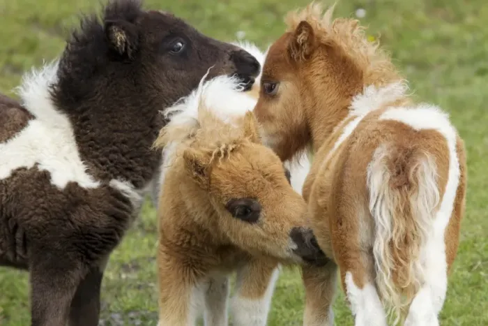 Framed Print : Horse, Shetland Pony, three foals, mutual grooming, Shetland Islands, Scotland, June Framed Print : Horse, Shetland Pony, three foals, mutual grooming, Shetland Islands, Scotland, June