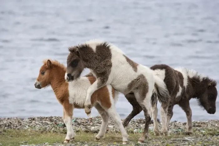 Framed Print : Horse, Shetland Pony, three foals, playing on beach, Shetland Islands, Scotland, June