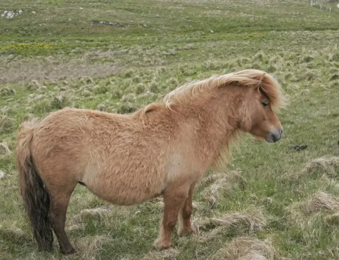 Framed Print : Horse, Shetland Pony, mare, pregnant, standing in rough pasture, West Mainland, Shetland Islands, Scotland, June Framed Print : Horse, Shetland Pony, mare, pregnant, standing in rough pasture, West Mainland, Shetland Islands, Scotland, June