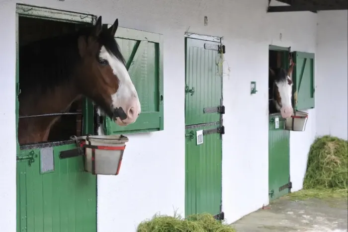 Framed Print : Horse, Shire Horse, two adults, looking out over stable doors, Yorkshire, England, July Framed Print : Horse, Shire Horse, two adults, looking out over stable doors, Yorkshire, England, July