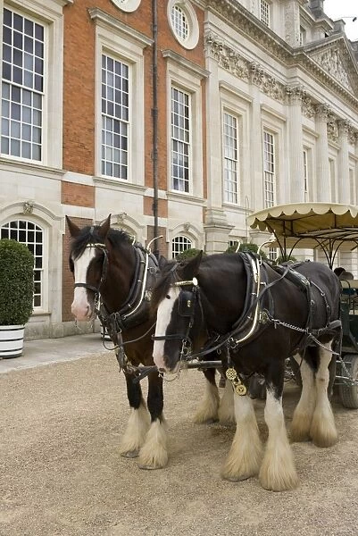 Horse, Shire Horse, two working adults, pulling tourist carriage at royal palace, Hampton Court Palace