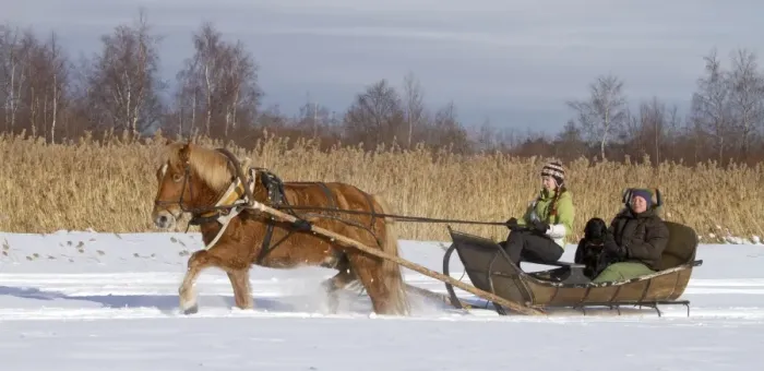 Framed Print : Horse sledding in snow, women with dog in sled, Finland, march