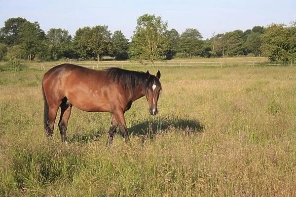 Horse, stallion, grazing in paddock with long grass, Roydon, Upper Waveney Valley, Norfolk, England, june