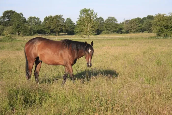 Framed Print : Horse, stallion, grazing in paddock with long grass, Roydon, Upper Waveney Valley, Norfolk, England, june