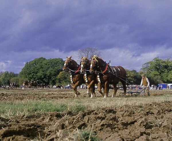 Horse, Suffolk Punch, three adults, pulling plough during ploughing competition, Petworth, West Sussex, England