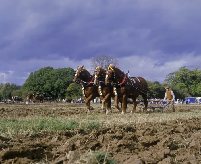 Framed Print : Horse, Suffolk Punch, three adults, pulling plough during ploughing competition, Petworth, West Sussex, England