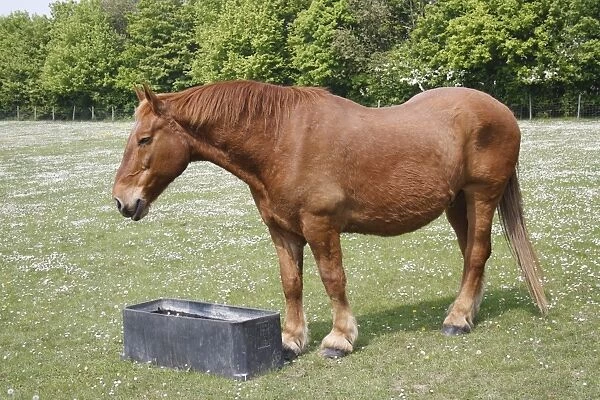 Horse, Suffolk Punch, stallion, drinking from trough in paddock, Museum of East Anglian Life, Stowmarket, Suffolk