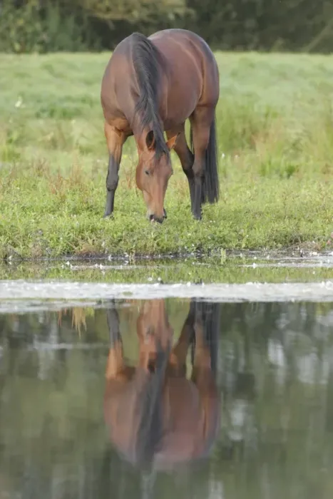 Framed Print : Horse, Thoroughbred, adult, grazing at edge of lake with reflection, West Yorkshire, England, September Framed Print : Horse, Thoroughbred, adult, grazing at edge of lake with reflection, West Yorkshire, England, September