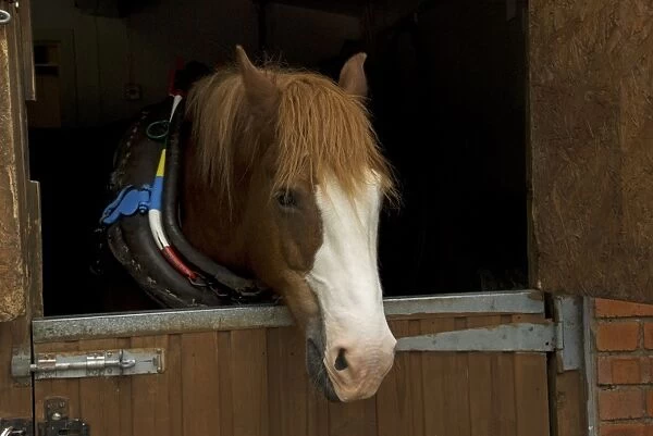 Horse, Welsh Cob, adult, in stable awaiting harness prior to pulling tourist canal boat along Llangollen Lock