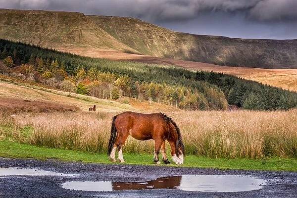 Horse, Welsh Mountain Pony, adult, grazing in moorland habitat, Talybont-on-Usk, Brecon Beacons N. P