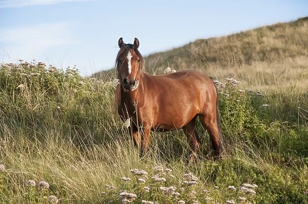Horse, Welsh Pony, adult, feeding, used for conservation grazing to control unwanted vegetation after rabbit numbers