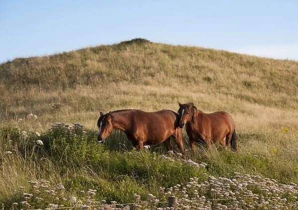 Horse, Welsh Pony, two adults, feeding, used for conservation grazing to control unwanted vegetation after rabbit