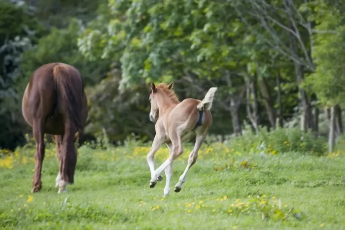 Framed Print : Horse, young foal, running towards mare in paddock, Oxfordshire, England, may Framed Print : Horse, young foal, running towards mare in paddock, Oxfordshire, England, may