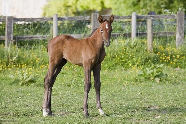 Horse, young foal, standing in paddock, Oxfordshire, England, may