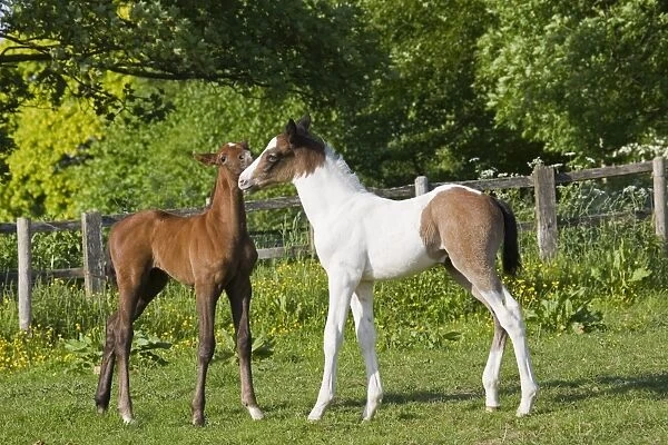Horse, two young foals, greeting, standing in paddock, Oxfordshire, England, may