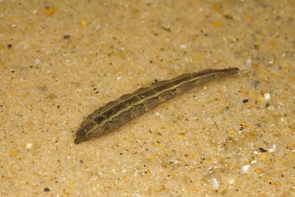 Horsefly (Tabanus sp. ) larva, in shallow water, Norfolk, England, September (controlled)