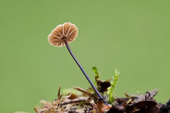 Framed Print : Horsehair Parachute (Marasmius androsaceus) fruiting body, underside showing gills, growing from dead leaf Framed Print : Horsehair Parachute (Marasmius androsaceus) fruiting body, underside showing gills, growing from dead leaf