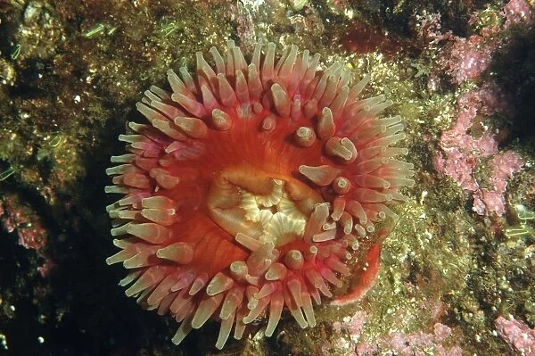 Horseman Anemone (Urticina eques) adult, with tentacles extended, on rockface in sea loch, Loch Carron