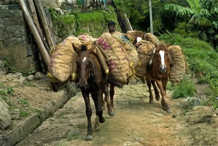 Framed Print : Horses loaded with sacks, carrying harvested crop, Vattavada, Western Ghats, Kerala, India Framed Print : Horses loaded with sacks, carrying harvested crop, Vattavada, Western Ghats, Kerala, India