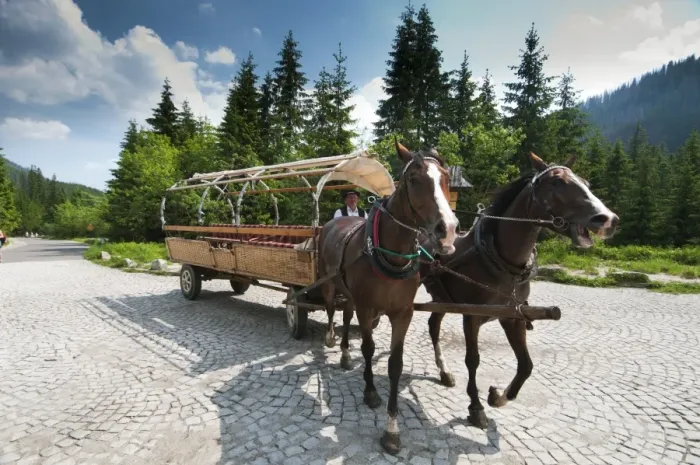 Framed Print : Horses pulling carriage for tourists in mountains, Tatra Mountains, Western Carpathians, Poland, June Framed Print : Horses pulling carriage for tourists in mountains, Tatra Mountains, Western Carpathians, Poland, June