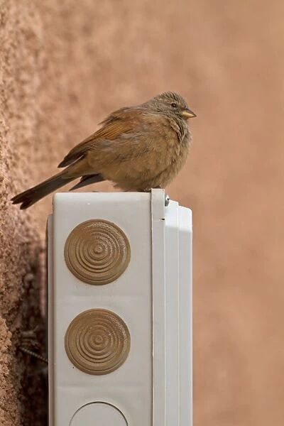 House Bunting (Emberiza sahari) adult female, perched on building, Morocco, March