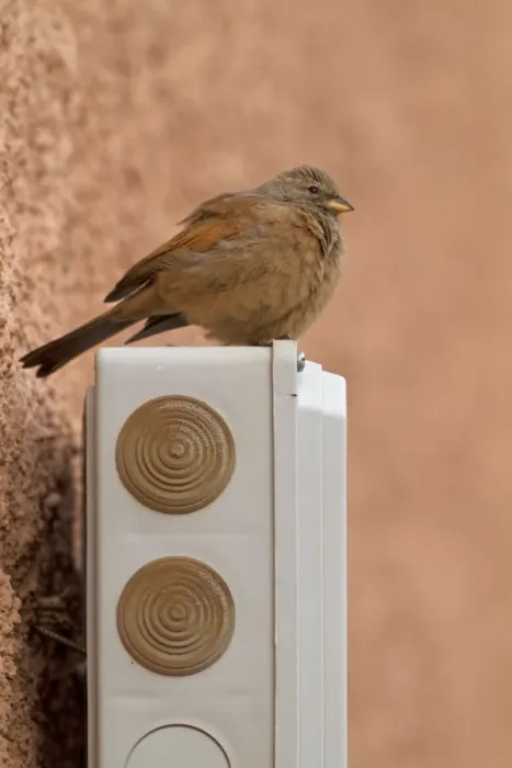 Framed Print : House Bunting (Emberiza sahari) adult female, perched on building, Morocco, March