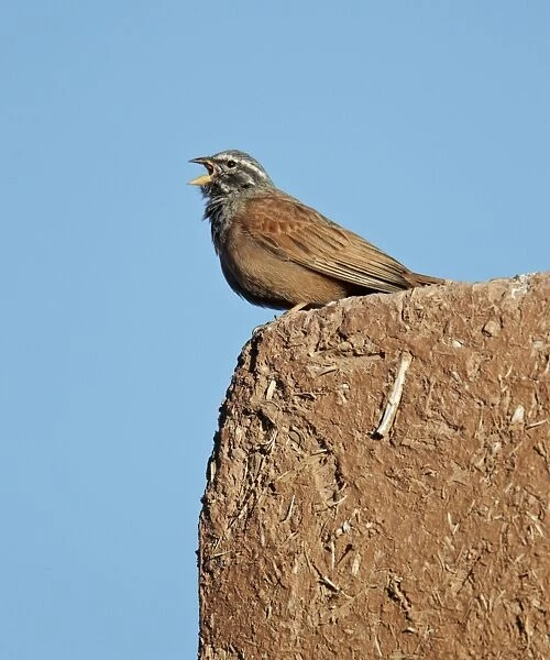 House Bunting (Emberiza striolata) adult male, calling, standing on adobe wall, Ouarzazate, Morocco, february