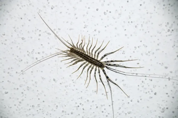 Framed Print : House Centipede, Scutigera coleoptrata, Italy Framed Print : House Centipede, Scutigera coleoptrata, Italy