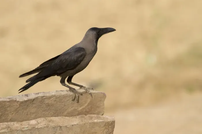 Framed Print : House Crow (Corvus splendens) adult, perched on wall, Madhya Pradesh, India Framed Print : House Crow (Corvus splendens) adult, perched on wall, Madhya Pradesh, India