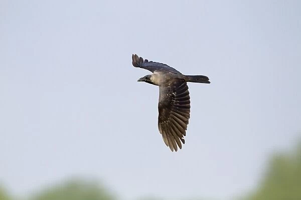 House Crow (Corvus splendens) adult, in flight, Keoladeo Ghana N. P. (Bharatpur), Rajasthan, India, February