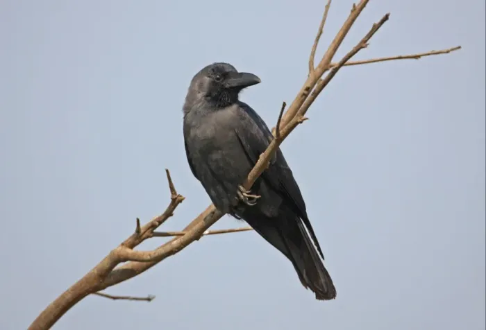 Framed Print : House Crow (Corvus splendens splendens) adult, perched on branch, Assam, India, february Framed Print : House Crow (Corvus splendens splendens) adult, perched on branch, Assam, India, february