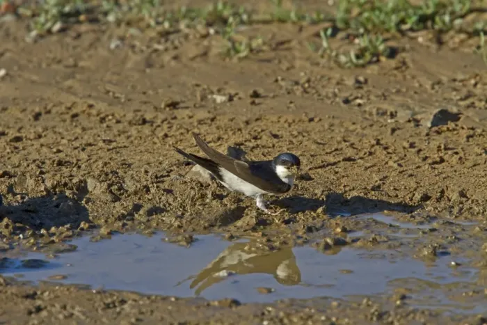 Framed Print : House Martin collect mud for nest building Framed Print : House Martin collect mud for nest building