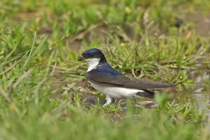 Framed Print : House Martin (Delichon urbica) adult, collecting mud for nesting material from puddle on farmland, Warwickshire, England, april Framed Print : House Martin (Delichon urbica) adult, collecting mud for nesting material from puddle on farmland, Warwickshire, England, april