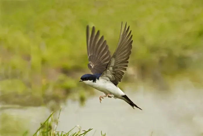 Framed Print : House Martin (Delichon urbica) adult, in flight, collecting mud for nesting material from puddle on farmland, Warwickshire, England, june Framed Print : House Martin (Delichon urbica) adult, in flight, collecting mud for nesting material from puddle on farmland, Warwickshire, England, june