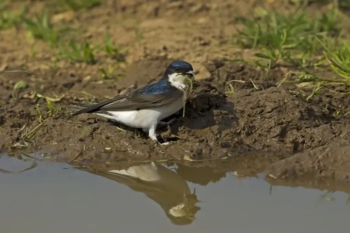 Framed Print : House Martin (Delichon urbica) adult, collecting mud for nesting material from puddle on farmland, Warwickshire, England, april