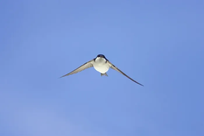 Framed Print : House Martin (Delichon urbica) adult, in flight, Hailuoto Island, Oulu, Finland Framed Print : House Martin (Delichon urbica) adult, in flight, Hailuoto Island, Oulu, Finland