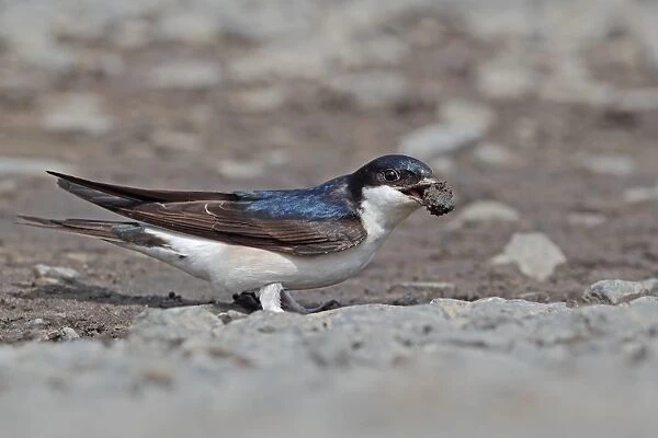 House Martin (Delichon urbica) adult, collecting mud for nesting material, Northumberland, England, june