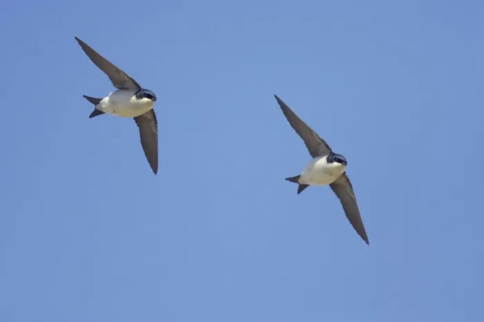 Framed Print : House Martin (Delichon urbica) two adults, in flight, Hailuoto Island, Oulu, Finland Framed Print : House Martin (Delichon urbica) two adults, in flight, Hailuoto Island, Oulu, Finland