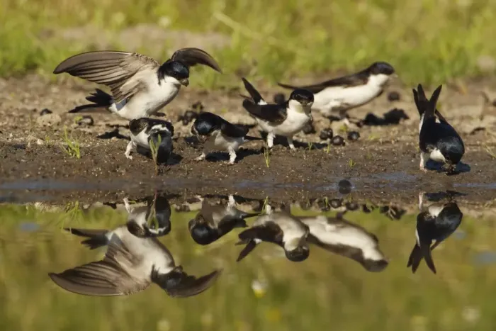 Framed Print : House Martin (Delichon urbica) six adults, group collecting mud for nesting material, at edge of puddle with reflection, Bulgaria Framed Print : House Martin (Delichon urbica) six adults, group collecting mud for nesting material, at edge of puddle with reflection, Bulgaria