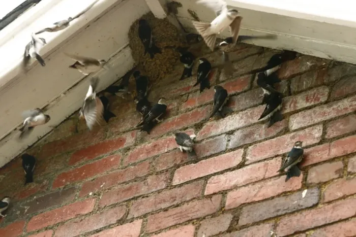 Framed Print : House Martin (Delichon urbica) juveniles, group inspecting potential nestsites under house roof prior to autumn migration, Powys, Wales, august Framed Print : House Martin (Delichon urbica) juveniles, group inspecting potential nestsites under house roof prior to autumn migration, Powys, Wales, august