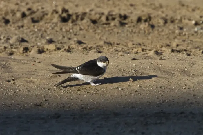 Framed Print : House Martins collect mud for nest building