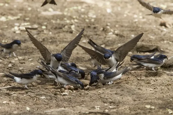 Framed Print : House Martins collecting mud for nest building Framed Print : House Martins collecting mud for nest building