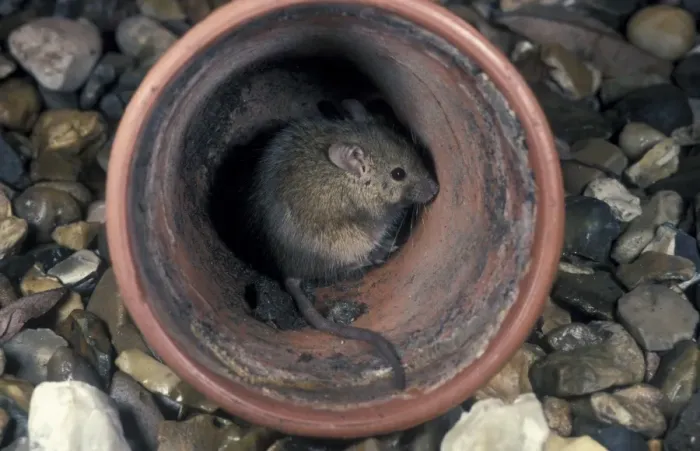 Framed Print : House Mouse in garden pot Framed Print : House Mouse in garden pot
