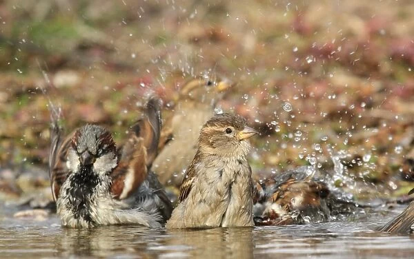 House Sparrow (Passer domesticus) adult males and females, bathing, Bulgaria, January