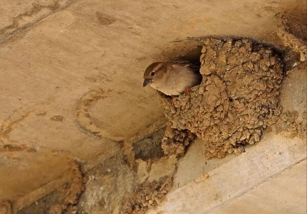 House Sparrow (Passer domesticus) adult female, occupying House Martin (Delichon urbica) nest built under road bridge, Algarve, Portugal, april